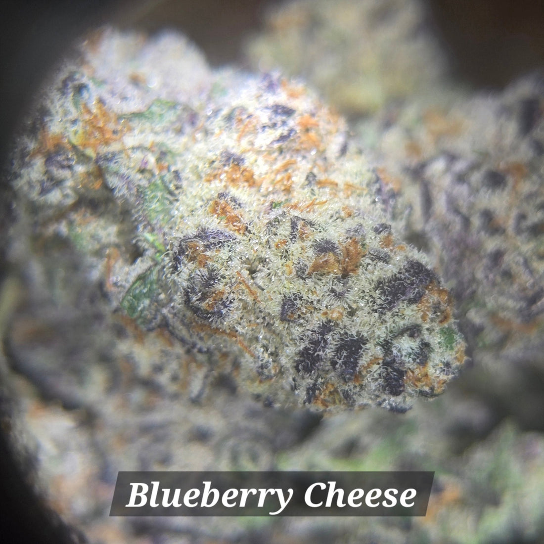 Blueberry Cheese - Alderson Family Farms