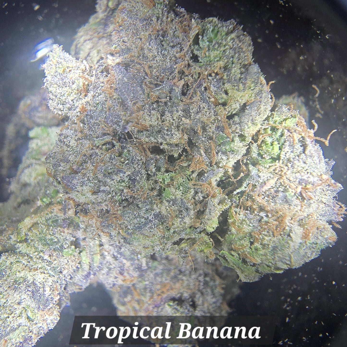 THCa Hemp Flower - Exotics - Alderson Family Farms