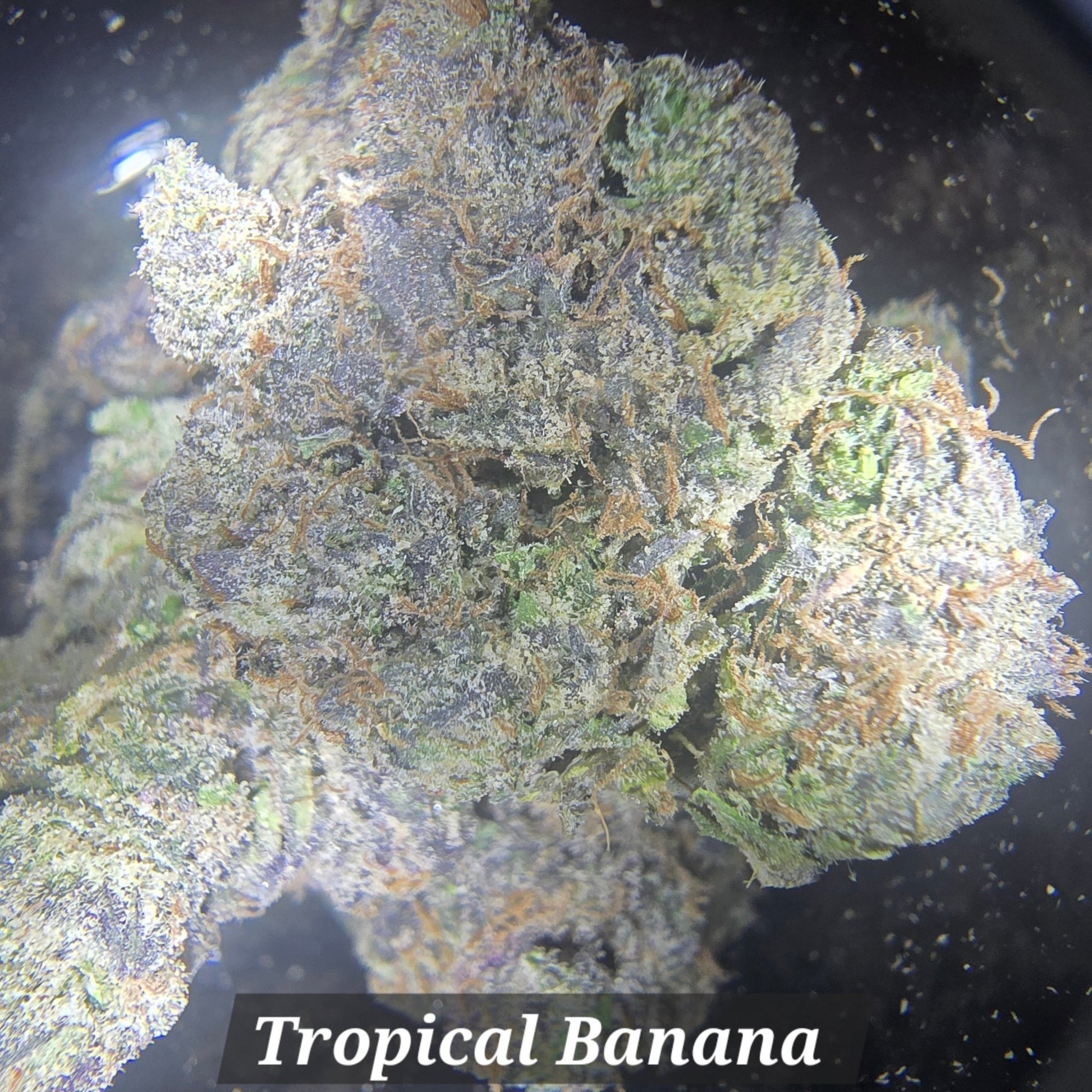 THCa Hemp Flower - Exotics - Alderson Family Farms