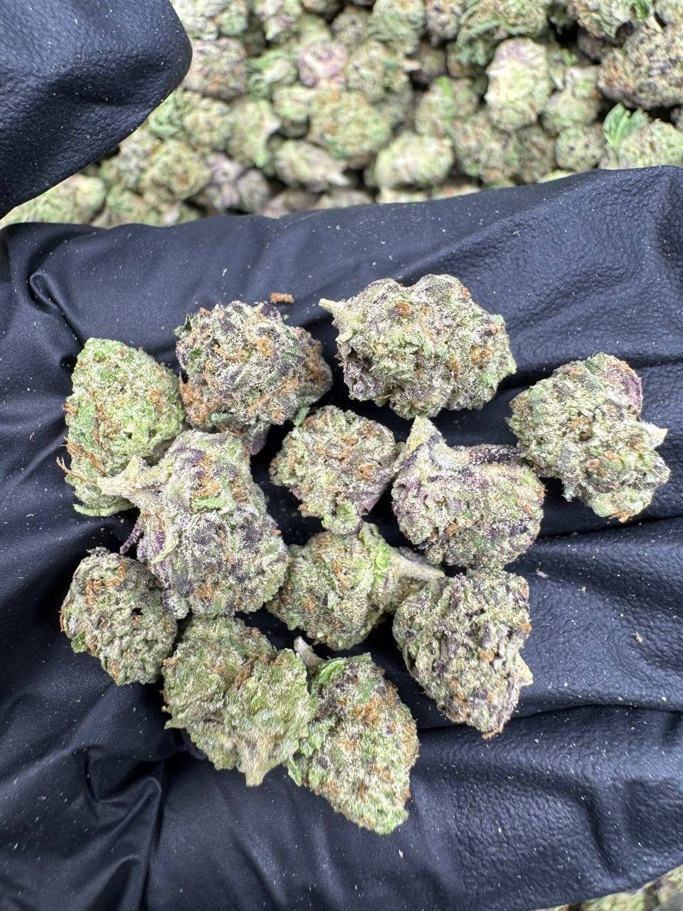 THCa Hemp Flower - Indoor Smalls - Alderson Family Farms